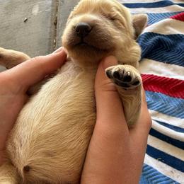 Female 3 - Golden female Golden Retriever puppy in Mesa, Arizona from Grand Canyon Goldens