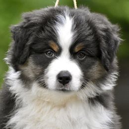 Australian Shepherd and Miniature American Shepherd Puppies from Bright Heart Aussies & Miniature American Shepherds