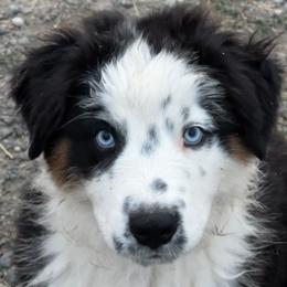 Australian Shepherd Puppies from Bears Paw Aussies