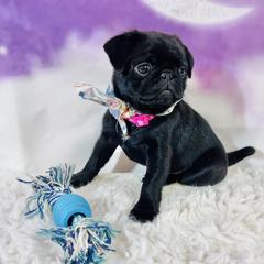 Pug Puppies from Lindsay’s Cenla Pugs!