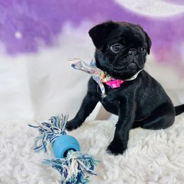 Pug Puppies from Lindsay’s Cenla Pugs!