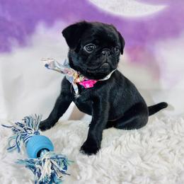Pug Puppies from Lindsay’s Cenla Pugs!