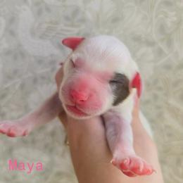 Maya- LUA liver long coat - White and liver brown female Dalmatian puppy in Jefferson, Georgia from Spotted Jewels Dalmatians