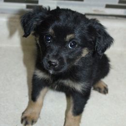 Australian Shepherd Puppies from REKN’ Kennel Aussies