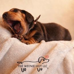 Mocha - Chocolate and tan female Dachshund puppy in Crandall, Texas from The Weenie Hut LLC