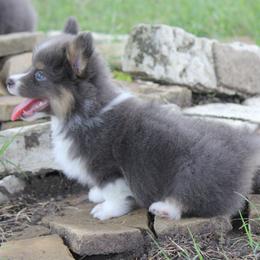 Bluie Boy 1 - Blue male Pembroke Welsh Corgi puppy in Cameron, Texas from Moonstone Corgis & Frenchies