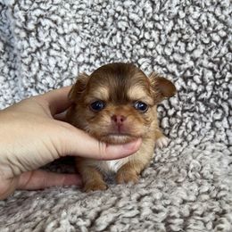 Chica - Chocolate female Chihuahua puppy in Augusta, Georgia from Sophia Jade's Chi Brigade