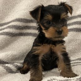 Yorkshire Terrier Puppies from Blissful_Yorkies