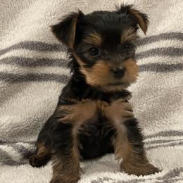 Yorkshire Terrier Puppies from Blissful_Yorkies