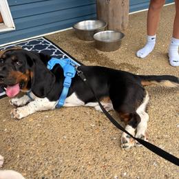 Basset Hound puppies from Walters Hollow Hounds