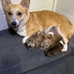 American Corgi puppies from London Bridge Corgis