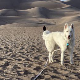Siberian Huskies from Moon Huskies