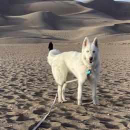Siberian Huskies from Moon Huskies