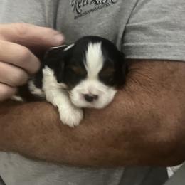 Boy 5 - Tri-color male Cavalier King Charles Spaniel puppy in Morriston, Florida from Cutesy Cavaliers