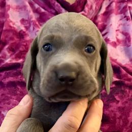Frank - Blue male Weimaraner puppy in Aitkin, Minnesota from Whispering’s GunDogs