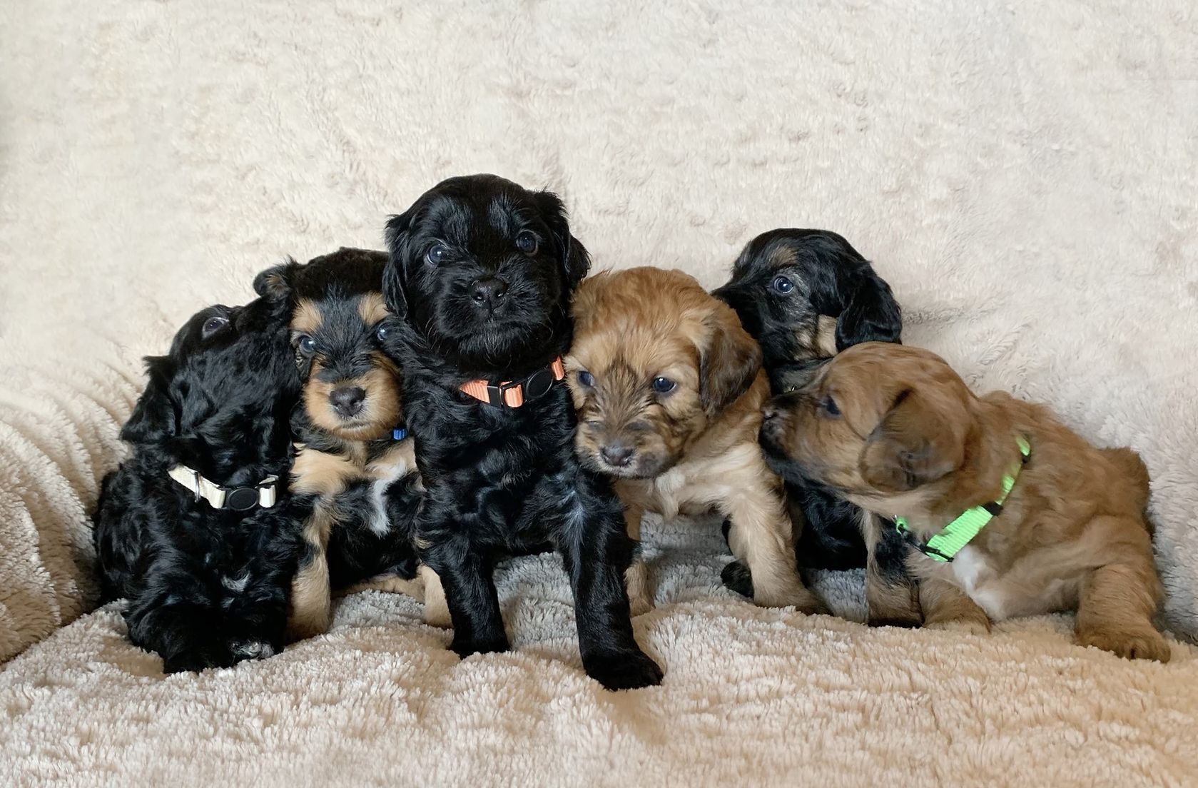 North Idaho Miniature Aussiedoodles in Idaho | Aussiedoodle puppies ...