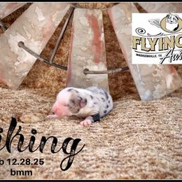 Viking - Blue merle male Miniature Australian Shepherd puppy in Madisonville, Texas from Flying LL Aussies