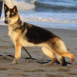 German Shepherds from Ace of Hearts K9’s