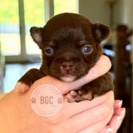 Ash - Chocolate and tan male Chihuahua puppy in Forsyth, Georgia from Brooks Grove Canines LLC