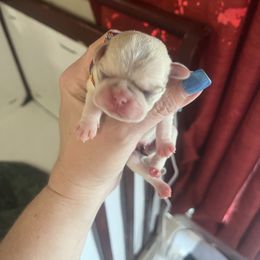 Rainbow - White male Pug puppy in Tacoma, Washington from Glamour pugs