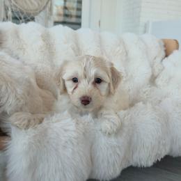 Peach - Cream female Aussiedoodle puppy in North Royalton, Ohio from Johnson's Doodles
