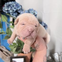Kiri - Cream female Chinese Shar-Pei puppy in Lehigh Acres, Florida from Florida Wrinkles