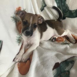 Duchess Grande Anne - White and tan female Russell Terrier puppy in Missouri from Royal Russells Ranch