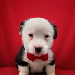 Valentino (Tony) - Black and tan male Pembroke Welsh Corgi puppy in Ramona, Oklahoma from Eden Farms Corgis