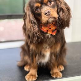 Rummy - Cavalier King Charles Spaniel
