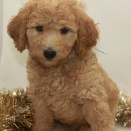 Australian Shepherd, Goldendoodle, and Poodle Puppies from 5AFarms