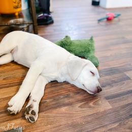 Dilute Retriever and Labrador Retriever Puppies from Landon J Farms Labrador Retrievers