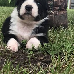 Australian Shepherd Puppies from Auspicious Australian Shepherds