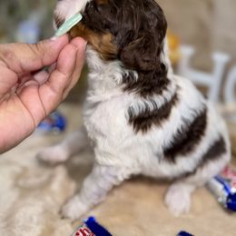 Aussiedoodle, Bernedoodle, Goldendoodle, and Poodle Puppies from Vallevistadoodles