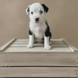 Dahlia - Black tri female Miniature Australian Shepherd puppy in Altoona, Florida from Ty's Fluff Butt Acres