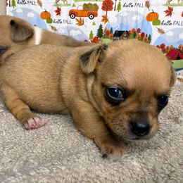 Cherry - Gold and white female Chihuahua puppy in Sherwood, Arkansas from Bartelt Breeders