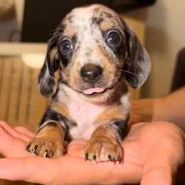 Duke - Dapple male Dachshund puppy in Los Angeles, California from Dachshunds of the Desert