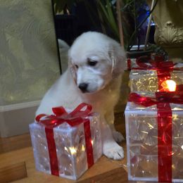 Charlie Boy 8 - Light golden male Golden Retriever puppy in Marysville, Washington from Alpine Valley Ranch-European English Cream Golden Retriever