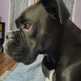 Boy 3 - Brindle Boxer puppy in Henderson, Tennessee from Vom Broadvalley