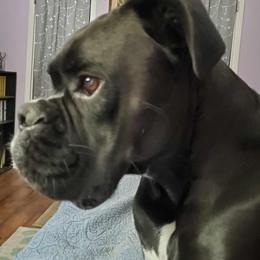 Boy 3 - Brindle Boxer puppy in Henderson, Tennessee from Vom Broadvalley