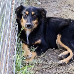 Strawberry Kiss - Black tri female Miniature Australian Shepherd puppy in Ennis, Texas from God’s Little Aussies