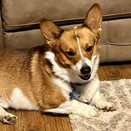 Gunner - Pembroke Welsh Corgi