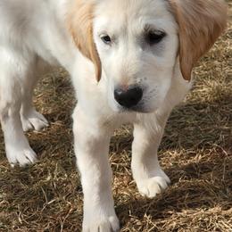Golden Retriever All Grown Up from Bear Ridge Kennels