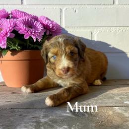 Mum - Sable female Aussiedoodle puppy in Ellenburg Center, New York from Kristin's Puppies