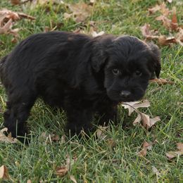 Raven - Black female Whoodle puppy in West Bend, Iowa from Blue Skies Terriers