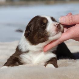 Pluto-1400 - Red tri-color male Australian Shepherd puppy in Star City, Arkansas from Circle P Farm Australian Shepherds