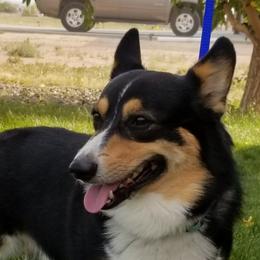Australian Shepherds and Pembroke Welsh Corgis from TnT's Aussies and Corgis