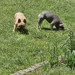 French Bulldog Puppies from LMD Frenchies