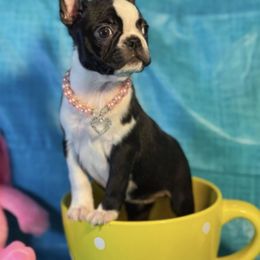 Boston Terrier and French Bulldog Puppies from KP Kennels