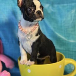 Boston Terrier and French Bulldog Puppies from KP Kennels
