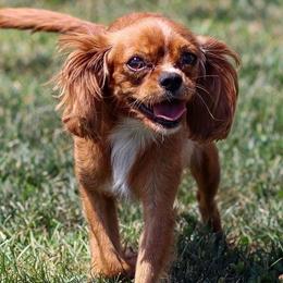 Oliver - Cavalier King Charles Spaniel
